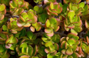 Allerta albero di Giada: ecco dove non devi posizionarlo in casa
