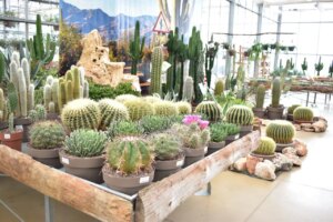 Allerta piante grasse: ecco dove non devi posizionarle