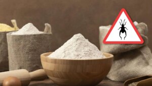 Allerta farina di insetti: ecco in quali cibi viene utilizzata